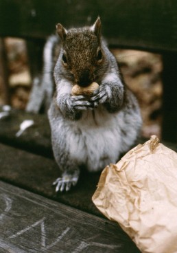 BAG OF NUTS