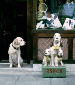 RSPCA