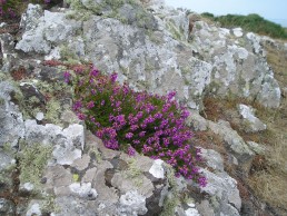 SKOMER