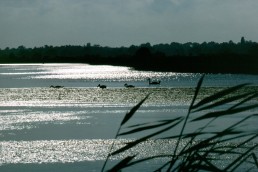 SWANS AT FELIXSTOWE FERRY