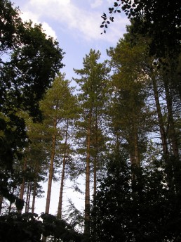 THETFORD FOREST