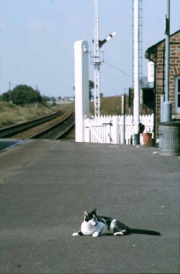 WESTERFIELD STATION CAT LATE 1970’S WHEN THERE WAS STILL A LOCAL GATEKEEPER