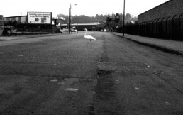 WHY DID THE SWAN CROSS THE (WEST END) ROAD